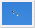 kutunivan joutsenpari_Cygnus cygnus_Whooper Swans * 1852 x 1452 * (2.39MB)